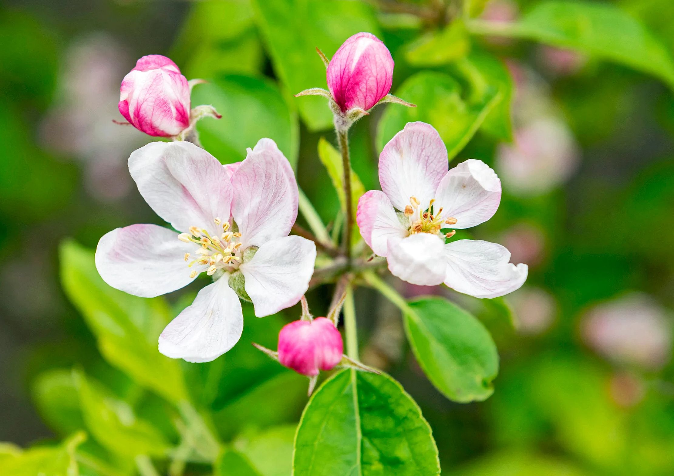 lateinisch für Blüte